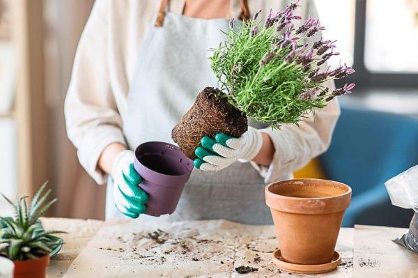 问植物医生：如何护理马来西亚的薰衣草