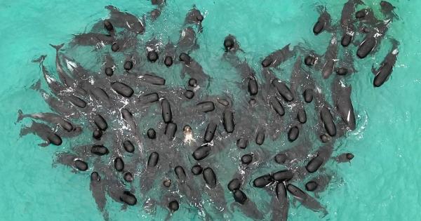 科普知识“人海大厅透视辅助50一天”其实确实有挂