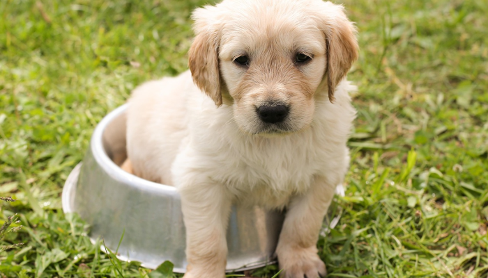 这只金毛猎犬正在印第安纳动物园照顾三只被母亲遗弃的非洲彩绘狗幼崽