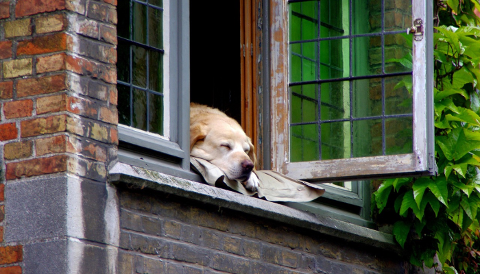 法国尊重英雄犬，强调他们的成就
