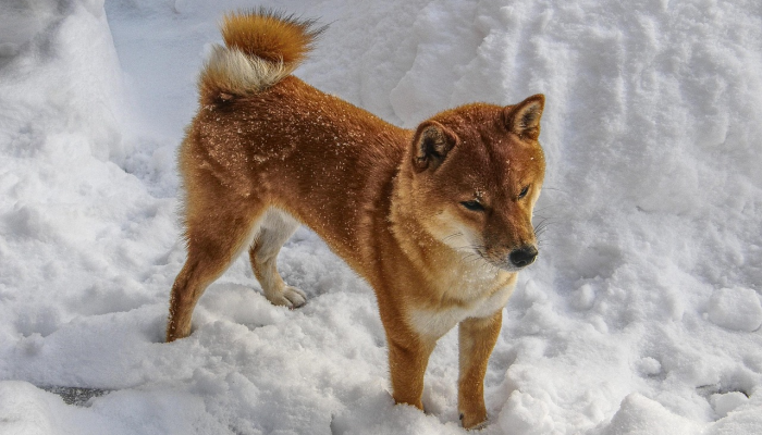 狗狗币背后的柴犬Kabosu去世了