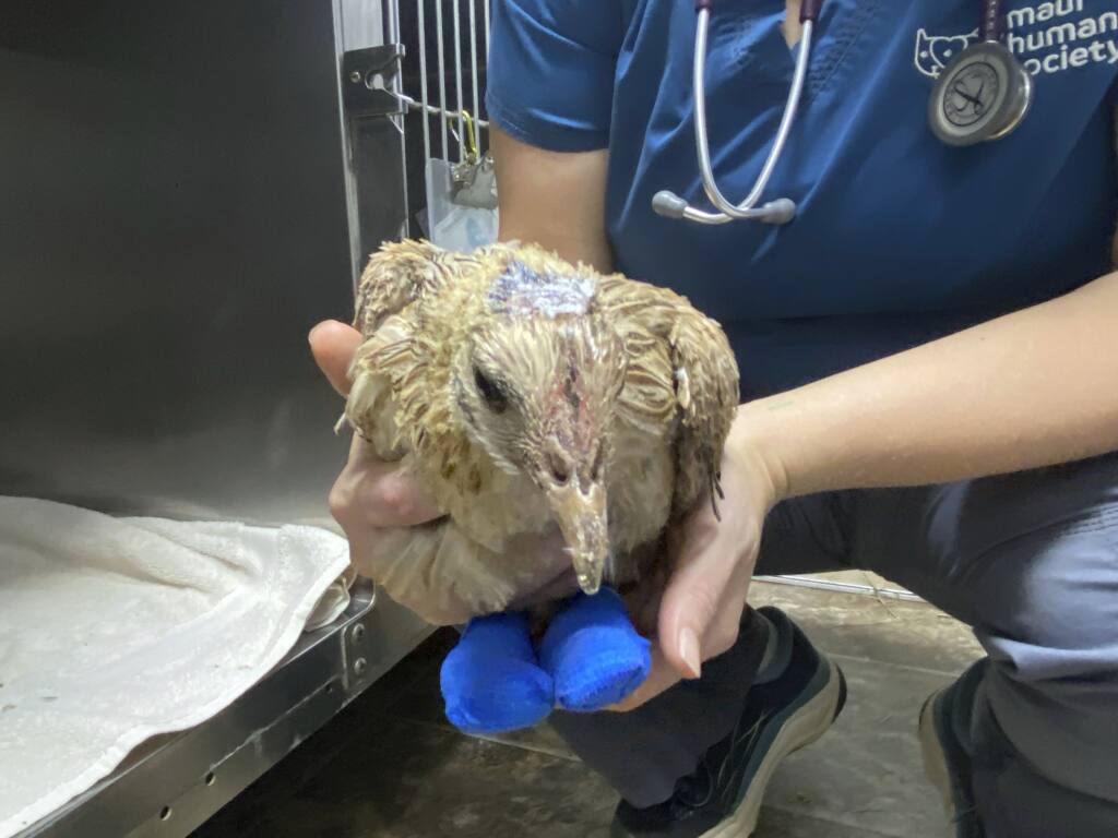 RETRANSMISSION TO CORRECT CITY - This photo provided by Maui Humane Society released on the week of Aug. 9, 2023,an injured bird is treated at Maui Humane Society in Puunene, Hawaii. The Maui Humane Society is treating dogs, cats, chickens, pigs and other animals that were badly burned while fleeing the wildfires. (Katie Shannon/Maui Humane Society via AP)