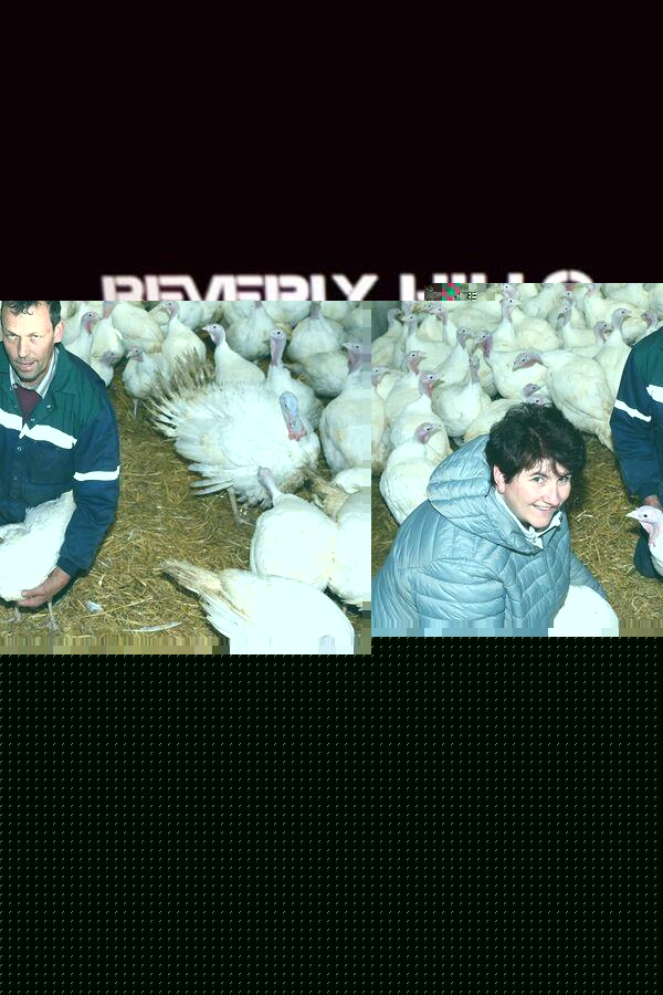 'Good news' for Christmas dinner as farms avoid bird flu this year