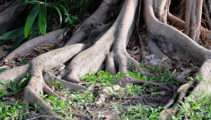 “我们肚子里的火”:太阳在AFLW密谋烧焦乌鸦 “我们肚子里的火”:太阳在AFLW密谋烧焦乌鸦