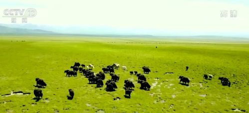 辅助神器“微乐麻将如何设置才能赢”其实确实有挂