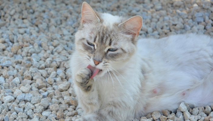 欧洲为狗和猫准备的人造肉制品