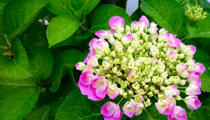 花园问答：我的绣球花还在开花我什么时候剪？