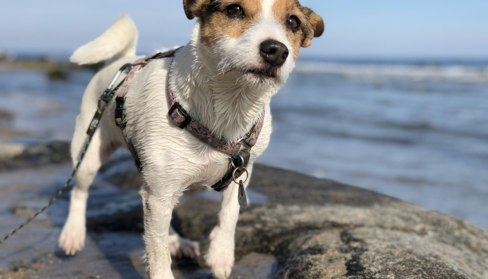 罗阿诺克非盈利执法牧师得到第一只服务犬