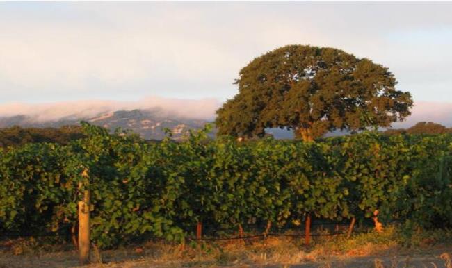 The designation of the new Winters Highland American Viticultural Area caps a 15-year effort led by vintner Corinne Martinez to recognize a region of 7,296 acres that straddles Napa and Yolo counties. (Courtesy photo)
