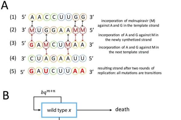 Could COVID drug spawn super virus?