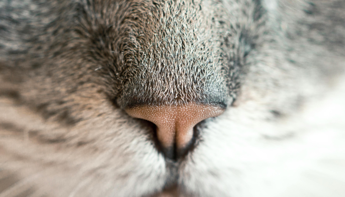 什么是藐视国会?以下是你应该知道的 什么是藐视国会?以下是你应该知道的