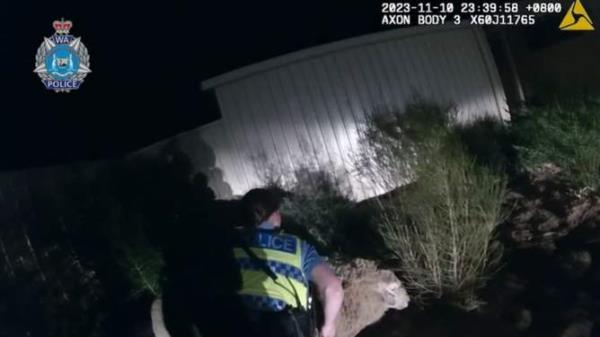 Geraldton Police finally nab their suspect on the lam.