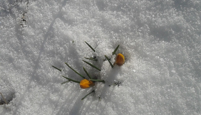 藻类中的生物材料如何能最好地捕获碳 藻类中的生物材料如何能最好地捕获碳
