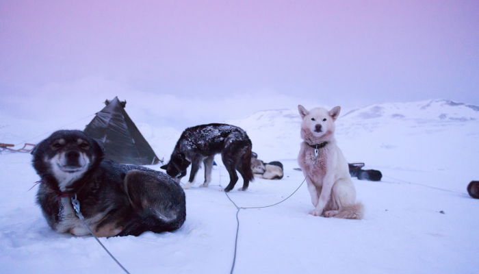 禽流感导致秘鲁保护区的海狮和数千只鹈鹕死亡 禽流感导致秘鲁保护区的海狮和数千只鹈鹕死亡