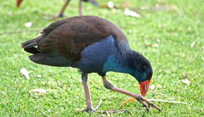可用版本“十三十三水全民比鸡喜牌有挂吗”其实确实有挂 可用版本“十三十三水全民比鸡喜牌有挂吗”其实确实有挂