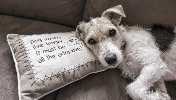 当局表示,柏林的狮子狩猎活动被取消,因为动物可能是野猪 当局表示,柏林的狮子狩猎活动被取消,因为动物可能是野猪