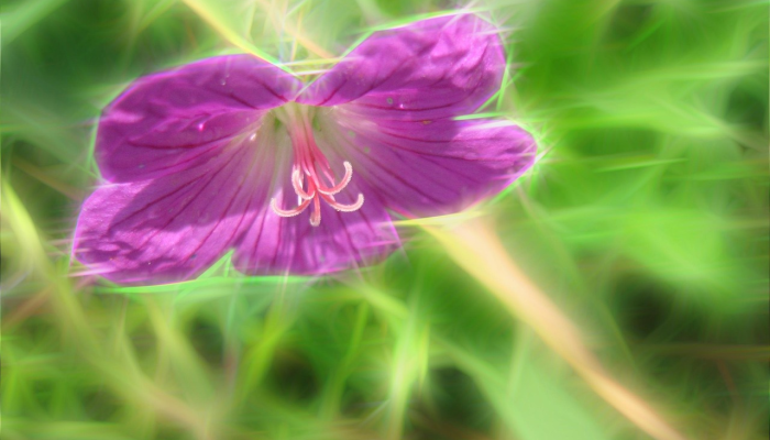 油籽植物能成为未来更环保的航空燃料吗? 油籽植物能成为未来更环保的航空燃料吗?