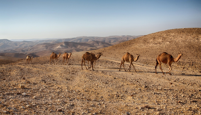 只有炮火、钢铁和死亡：以色列围困和轰炸下的加沙居民