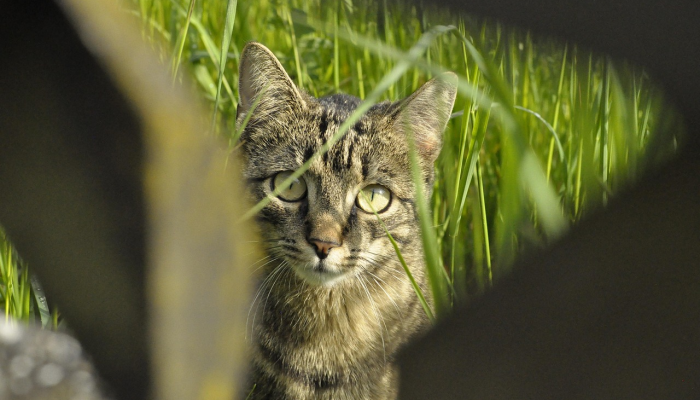 有人偷了穆奇的猫吗?北卡罗来纳交通博物馆需要它毛茸茸的吉祥物回来 有人偷了穆奇的猫吗?北卡罗来纳交通博物馆需要它毛茸茸的吉祥物回来