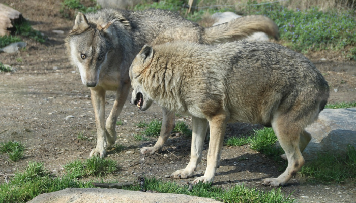 狗和狐狸的秘密生活：每日科技播客