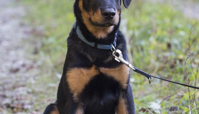 狗和狐狸的秘密生活：每日科技播客