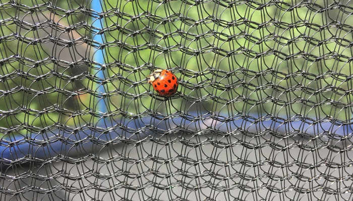 今年夏天,这种热带鱼在北卡罗来纳州水域第二次打破纪录 今年夏天,这种热带鱼在北卡罗来纳州水域第二次打破纪录