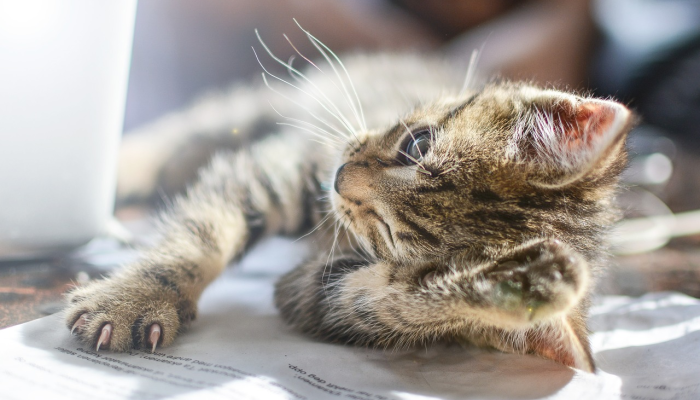 开挂辅助工具“哈狗游戏开挂辅助软件”详细开挂玩法