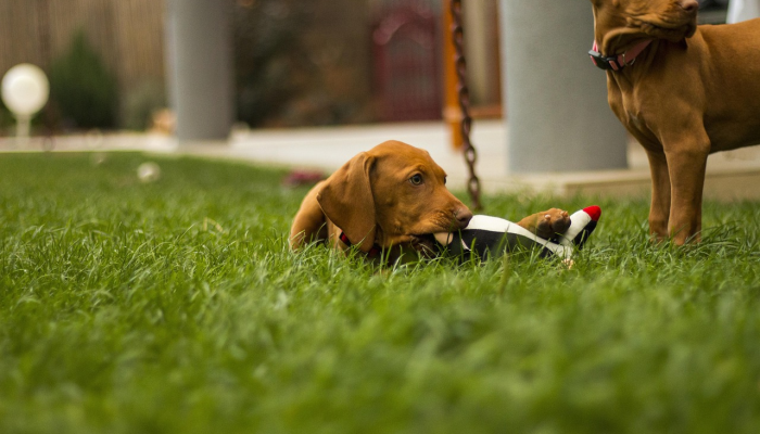 开挂辅助工具“哈狗游戏开挂辅助软件”详细开挂玩法