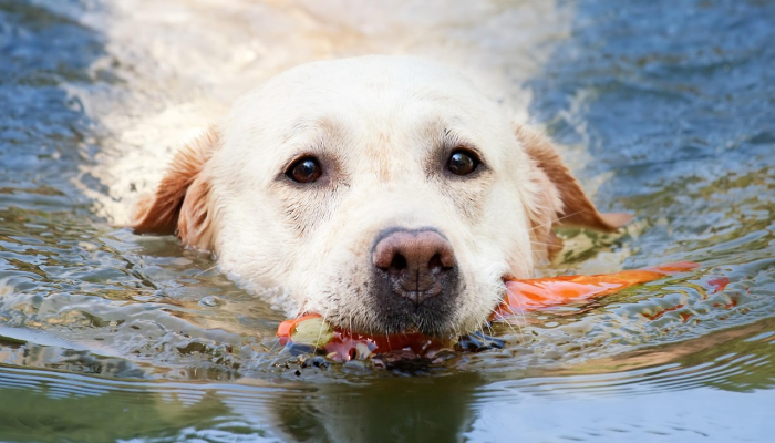 开挂辅助工具“哈狗麻将可以开挂吗”(曝光透视必备猫腻) 开挂辅助工具“哈狗麻将可以开挂吗”(曝光透视必备猫腻)