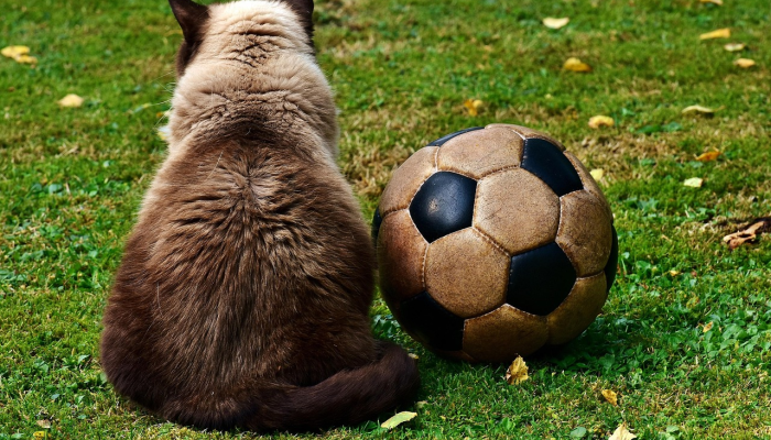 富勒姆对切尔西的直播:今天如何在英国观看英超德比? 富勒姆对切尔西的直播:今天如何在英国观看英超德比?