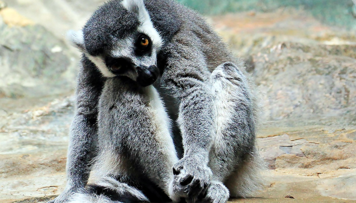 伦敦动物园的动物们站在磅秤上进行年度称重 伦敦动物园的动物们站在磅秤上进行年度称重