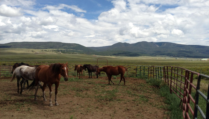在沙特阿拉伯沙漠中发现的夜间发光的有毒生物这是一个新物种