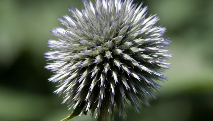 六眼生物,长着蓝色的身体,在森林里的枯木上被发现看到新物种 六眼生物,长着蓝色的身体,在森林里的枯木上被发现看到新物种