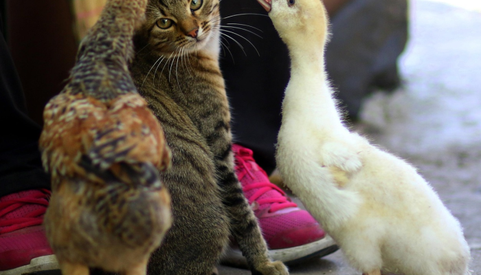PlantPetz智能花盆把沉闷的植物变成活泼的、跳舞的宠物