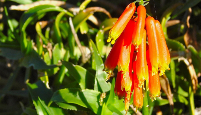 PlantPetz智能花盆把沉闷的植物变成活泼的、跳舞的宠物