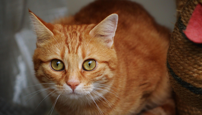 快查：老虎的皮毛下面真的有条纹吗？