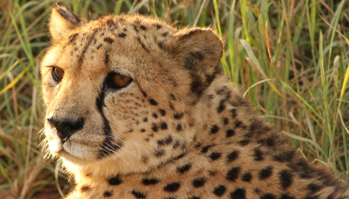 在中央邦的库诺国家公园,纳米比亚猎豹阿莎产下了三只幼崽 在中央邦的库诺国家公园,纳米比亚猎豹阿莎产下了三只幼崽