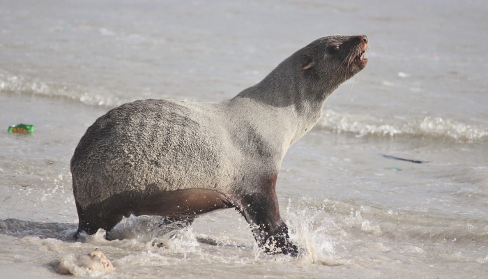 在加拿大发现的“大型”脉状海洋生物是新物种参见“花瓶形”动物 在加拿大发现的“大型”脉状海洋生物是新物种参见“花瓶形”动物