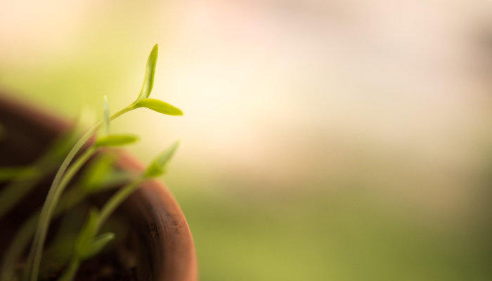 使蚕豆成为更好的蛋白质来源 使蚕豆成为更好的蛋白质来源