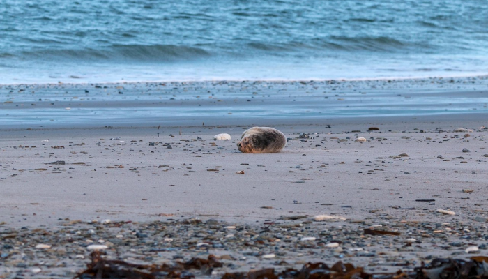 “失踪”的海洋生物在威尔士游客附近浮出水面照片显示了这位罕见的游客