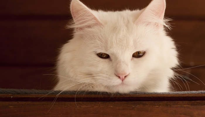 兽医解释了猫的6种奇怪行为，从吃草到坐在猫砂盆里